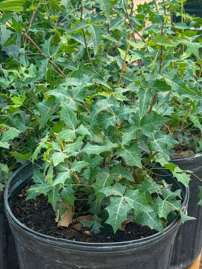 Agarita offers evergreen cover in Central Texas Agarita offers evergreen cover in Central Texas