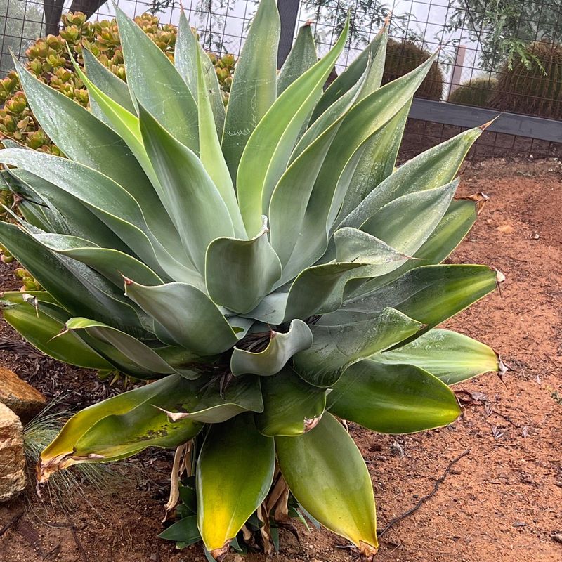 Agave (Agave species)