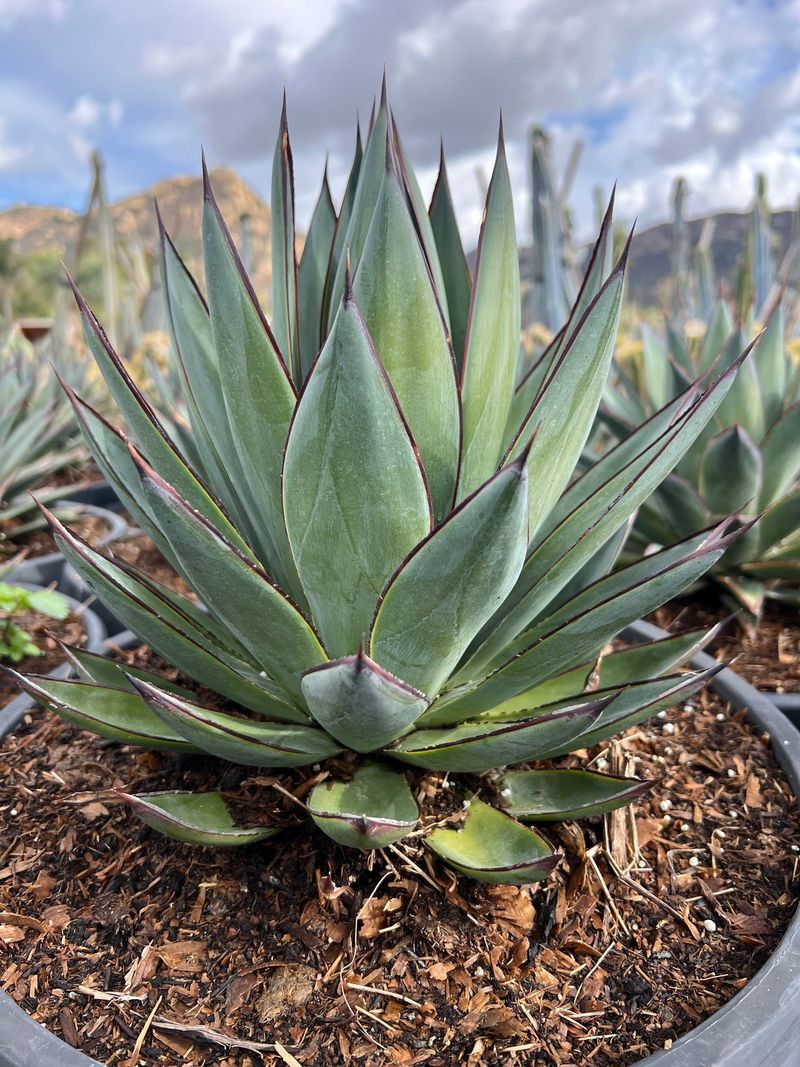 Agave 'Blue Glow'