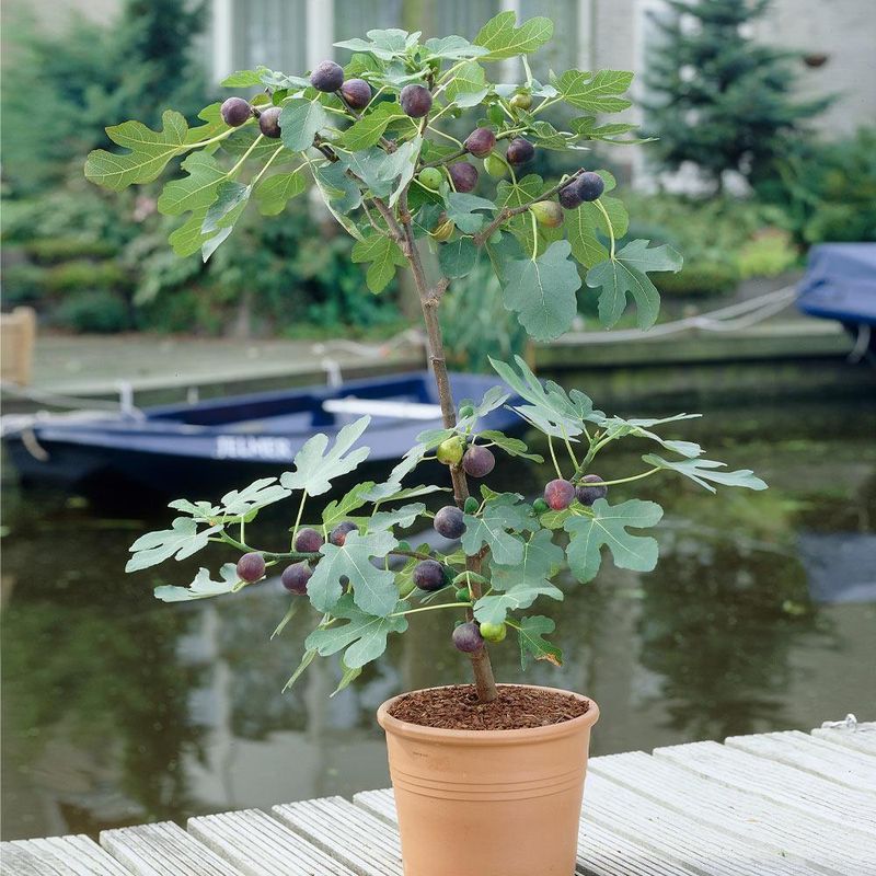 Age and cultivar may explain a healthy tree without a harvest
