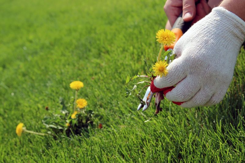 Aim for fewer dandelions, not a weed-free spring