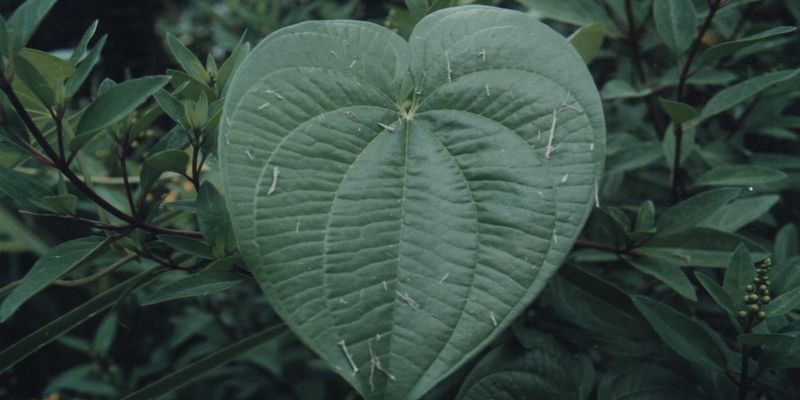 Air Potato Vine