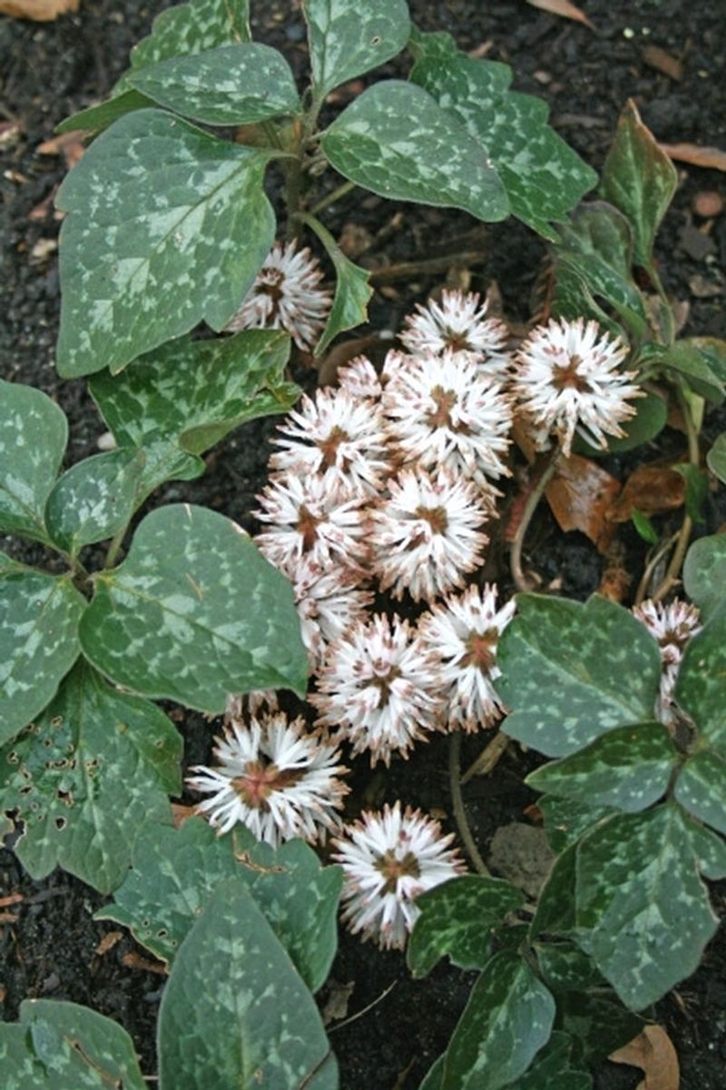 Allegheny Spurge (Pachysandra procumbens)