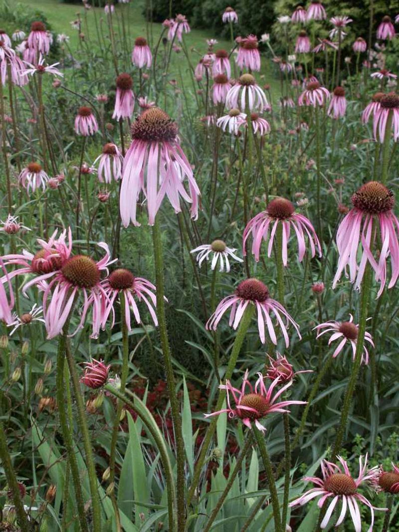 Allow for cultivar, age, and regional differences Allow for cultivar, age, and regional differences