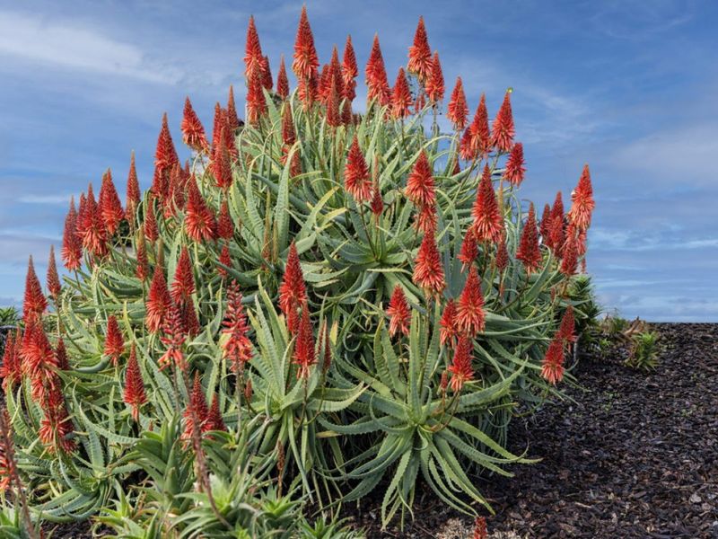Aloe (Aloe vera and Aloe arborescens)