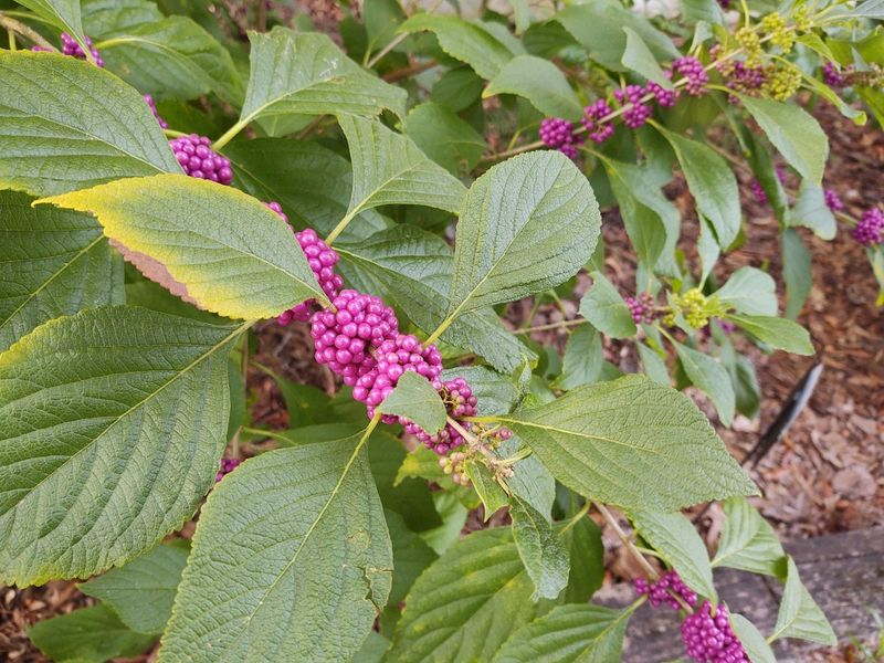 American Beautyberry