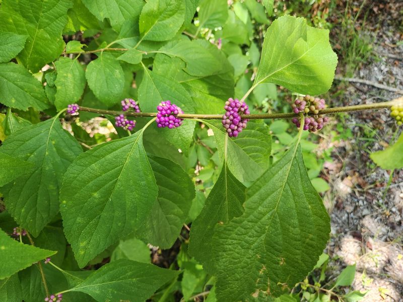 American Beautyberry