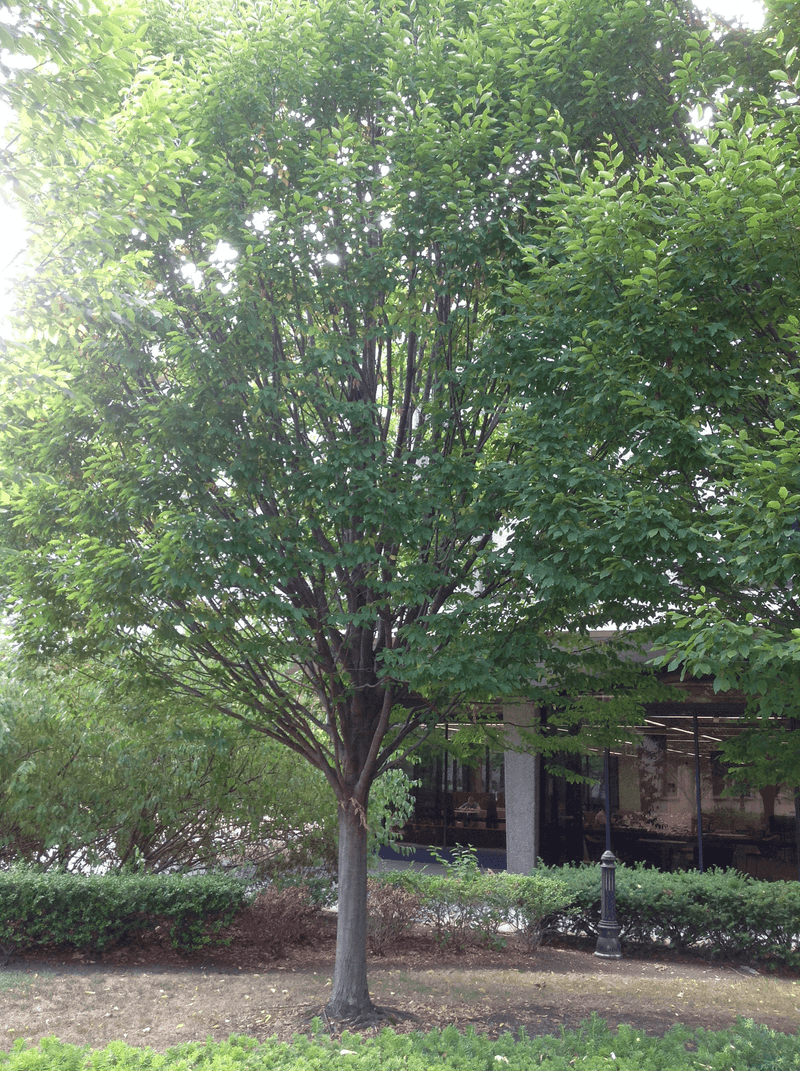 American Hornbeam
