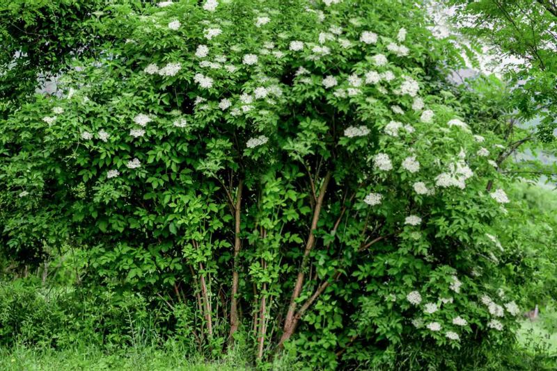 American elderberry is a useful native option for a wildlife fence line