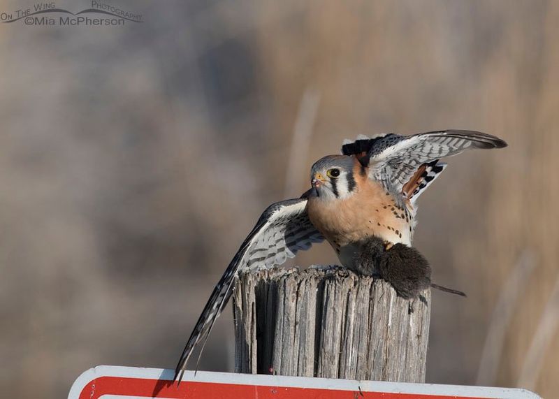 American kestrels can hunt rodents, but they do not replace traps