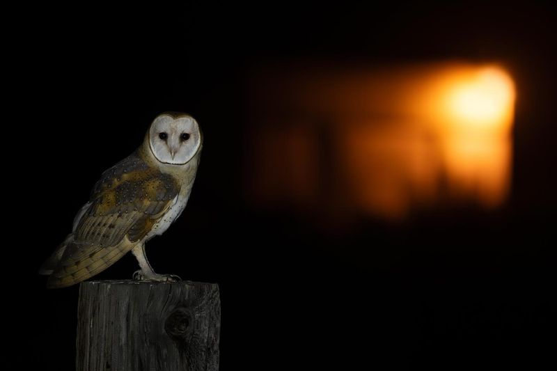 An Owl at Night Signals Habitat Before It Signals Rats