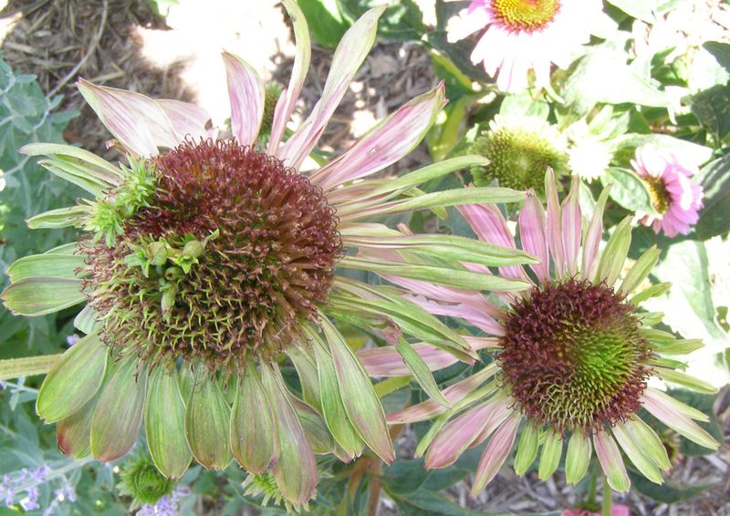 An abnormal flower head may signal disease or mite damage