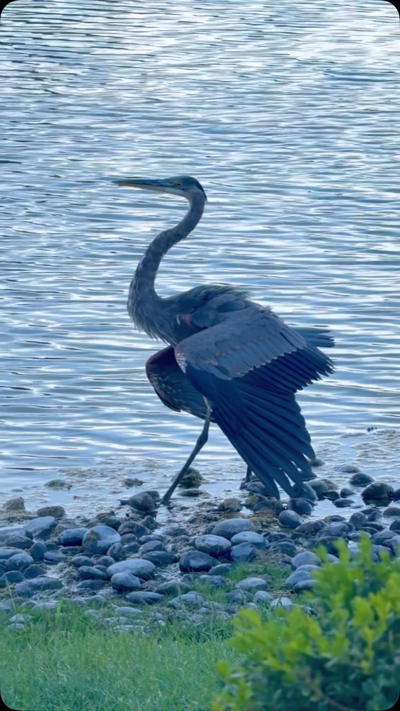 An easy route from nearby wetlands