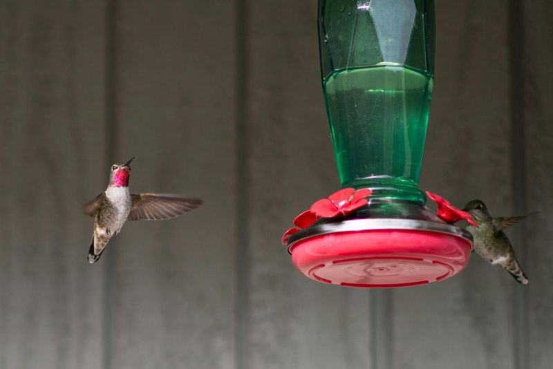An empty feeder measures demand, not migration