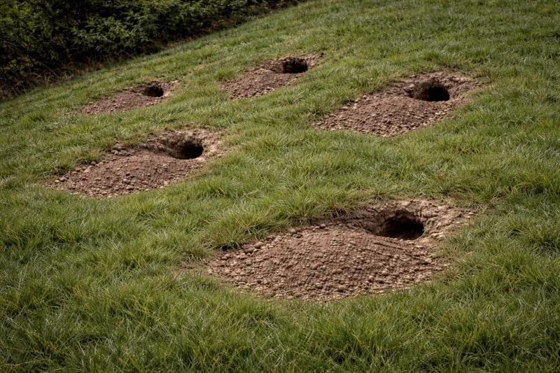 An empty-looking burrow may still be occupied