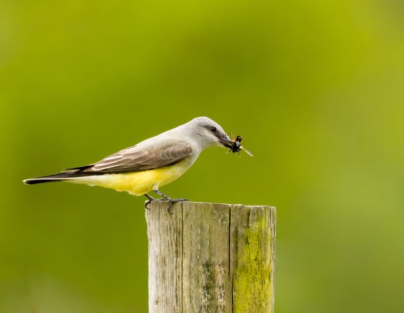 An exposed perch gives the bird a better hunting lookout