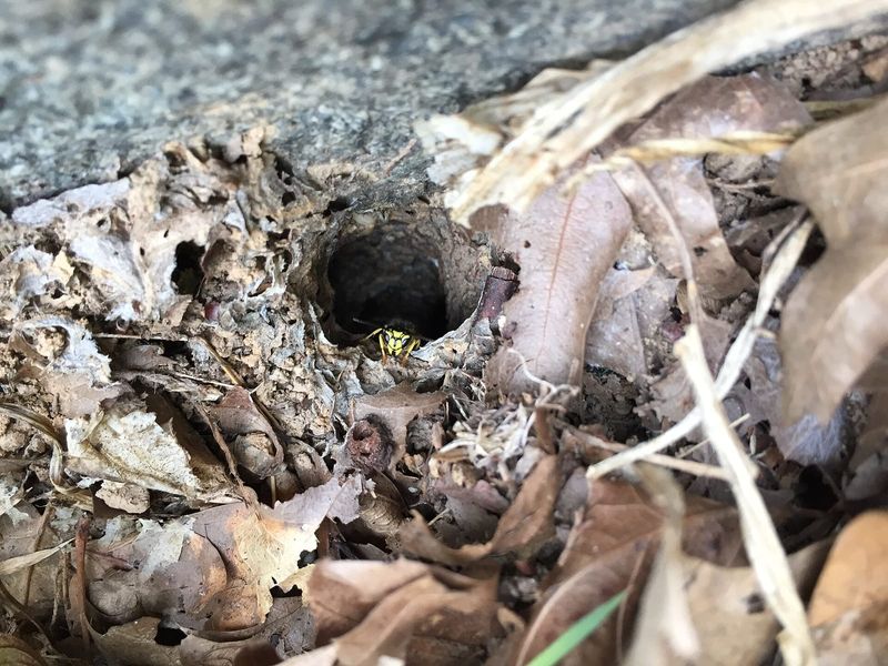An isolated nest may not need treatment