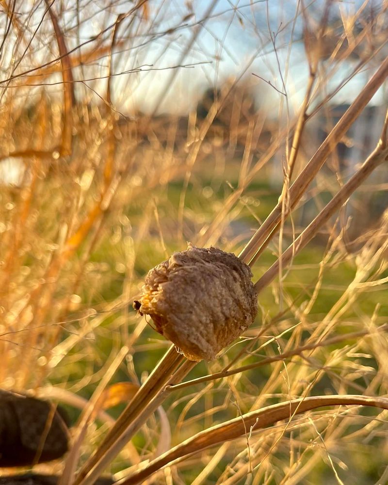 An ootheca protects a possible next generation An ootheca protects a possible next generation