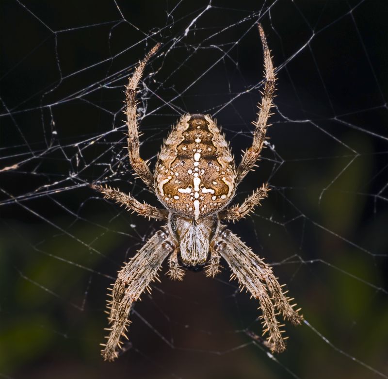 An orb web is not a license to handle every spider An orb web is not a license to handle every spider