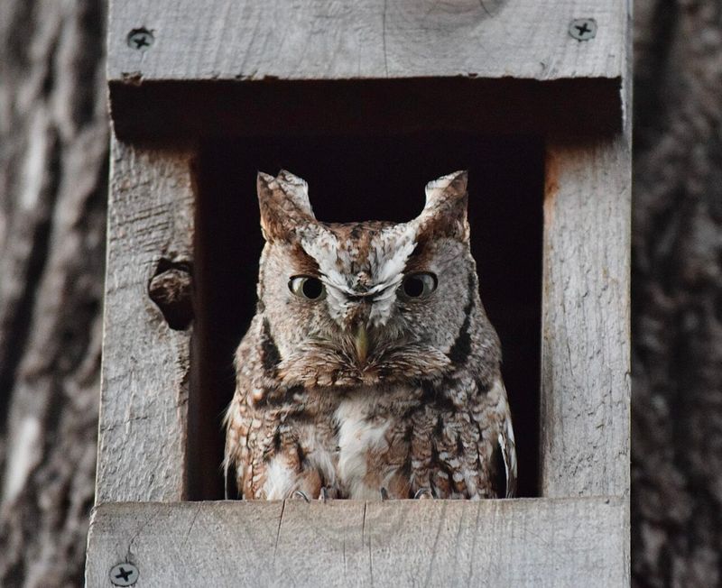 An owl box creates opportunity, not a guaranteed vole patrol