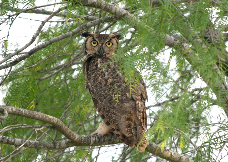 An owl sighting is a reason to inspect, not a diagnosis An owl sighting is a reason to inspect, not a diagnosis