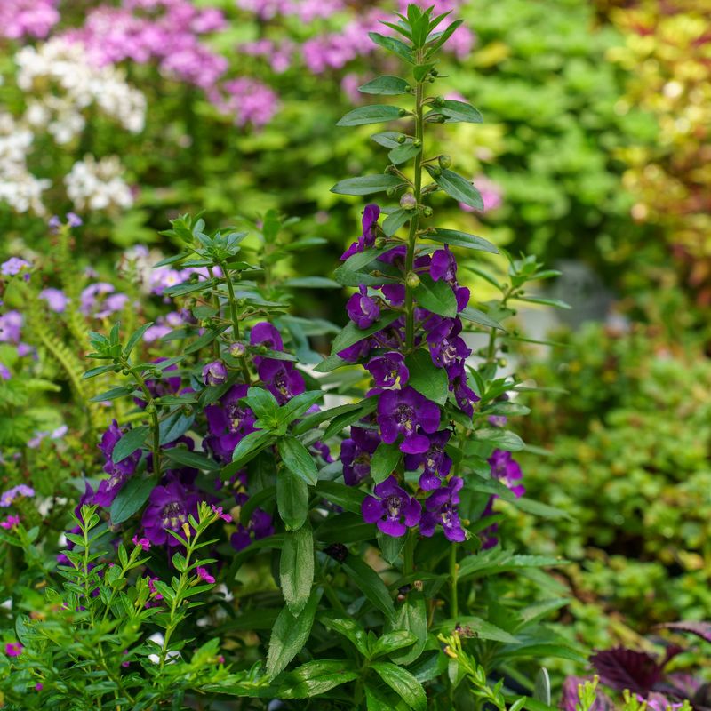 Angelonia