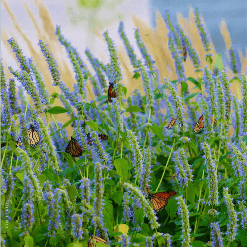 Anise Hyssop Anise Hyssop