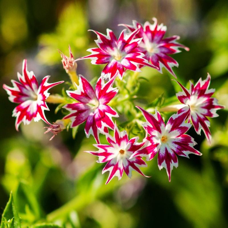 Annual Phlox