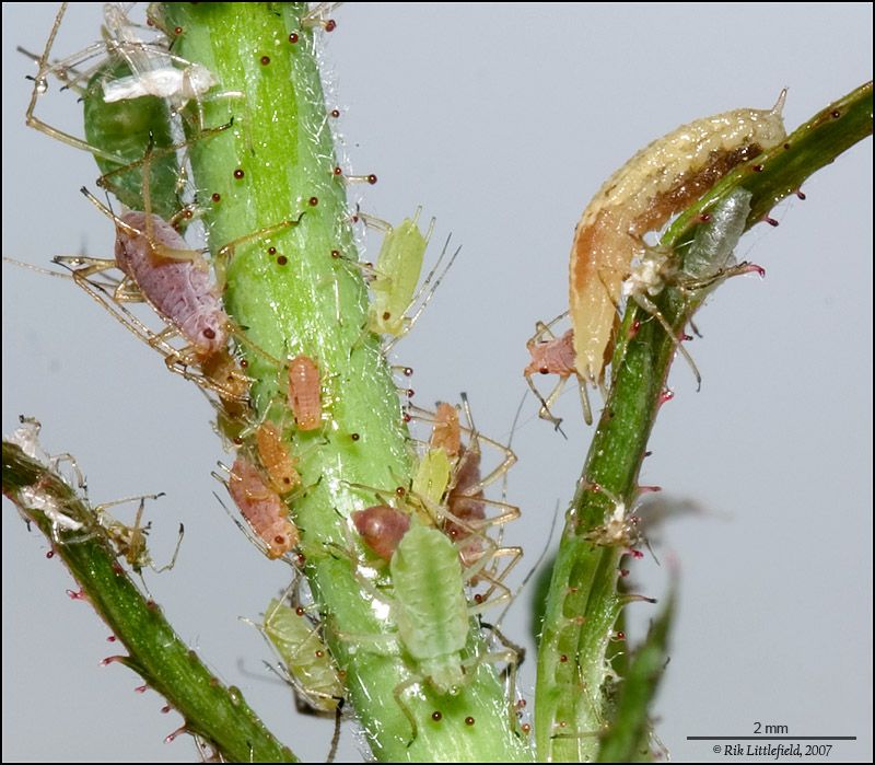 Aphid control happens during the larval stage