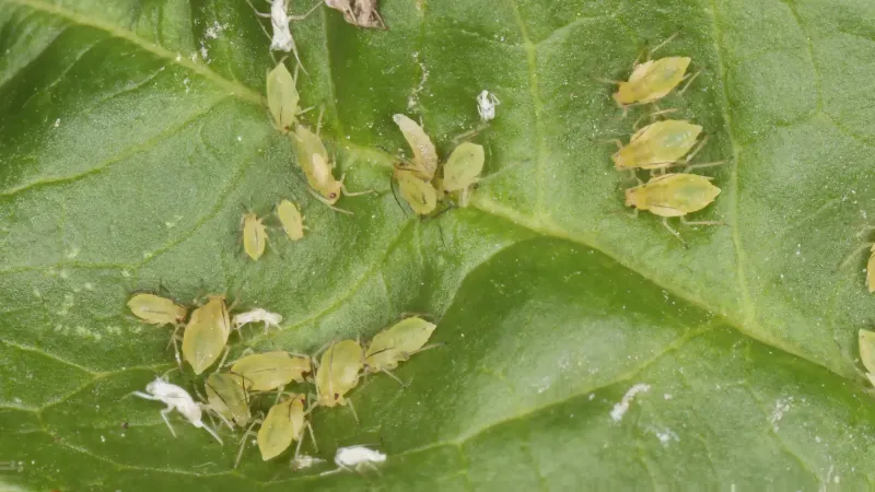 Aphids make North Carolina lettuce worth checking