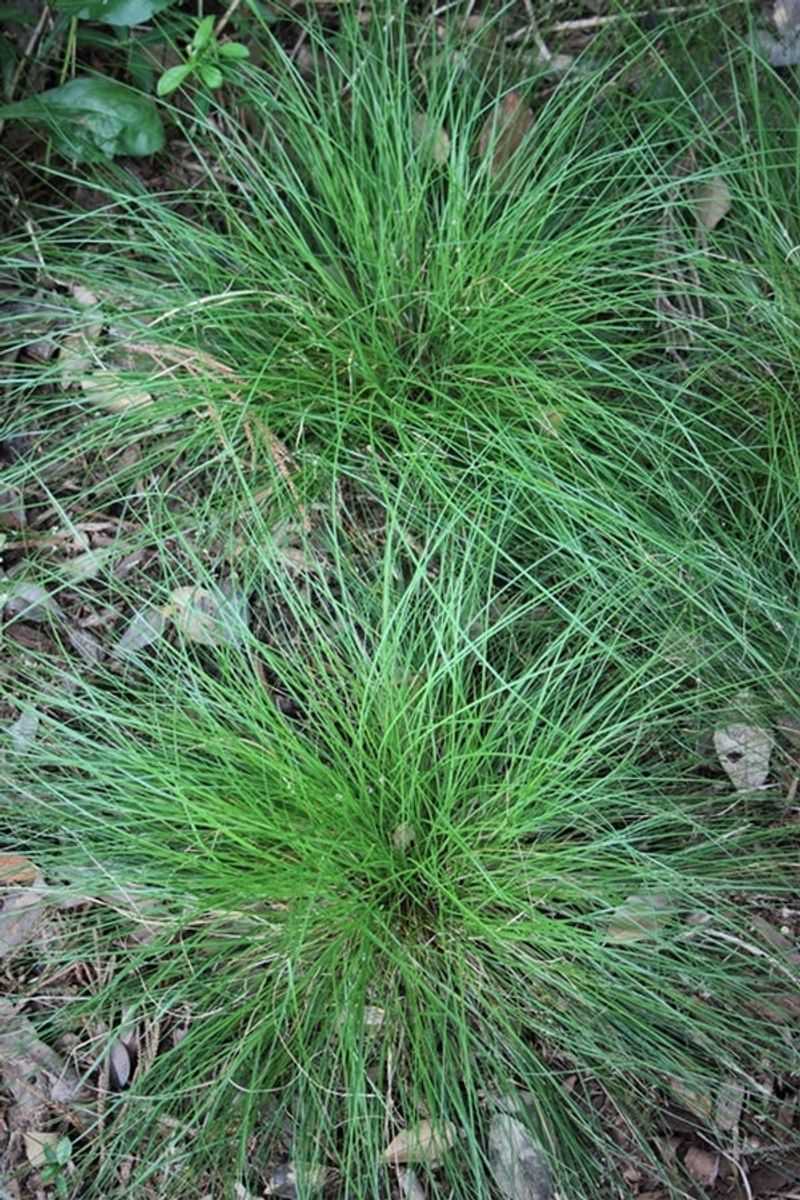 Appalachian Sedge