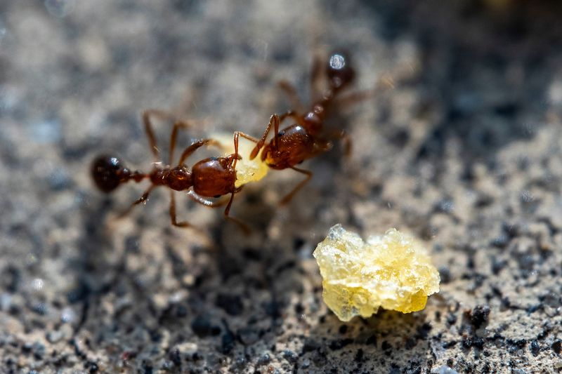 Apply bait when ants are actively foraging