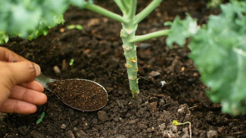 Apply fertilizer without concentrating salts around the roots