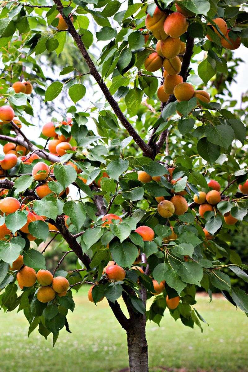 Apricot Apricot
