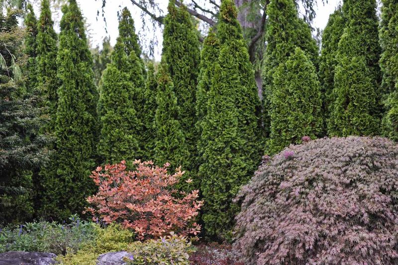 Arborvitae Arborvitae