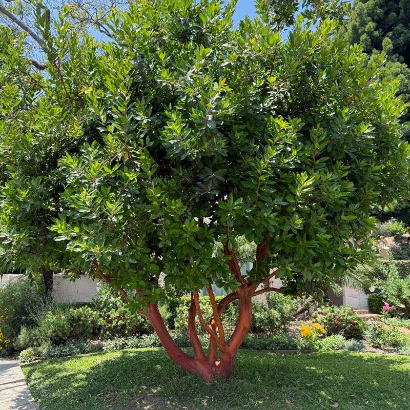 Arbutus 'Marina' (Strawberry Tree)
