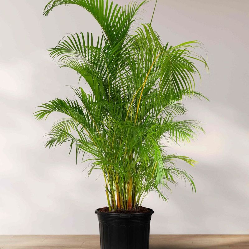 Areca Palm
