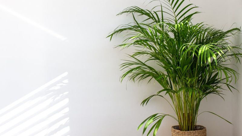 Areca Palm Areca Palm