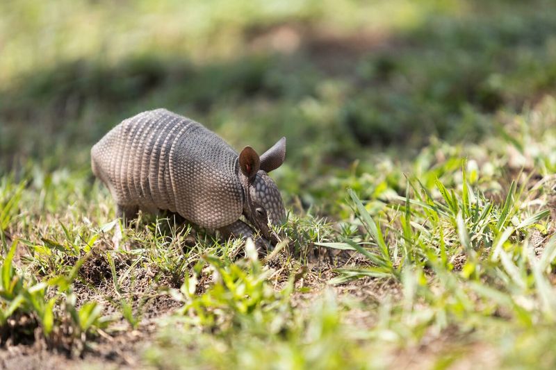 Armadillos Armadillos