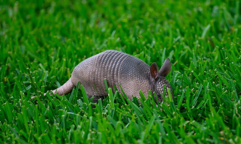 Armadillos Digging for Grubs and Soil Insects Armadillos Digging for Grubs and Soil Insects