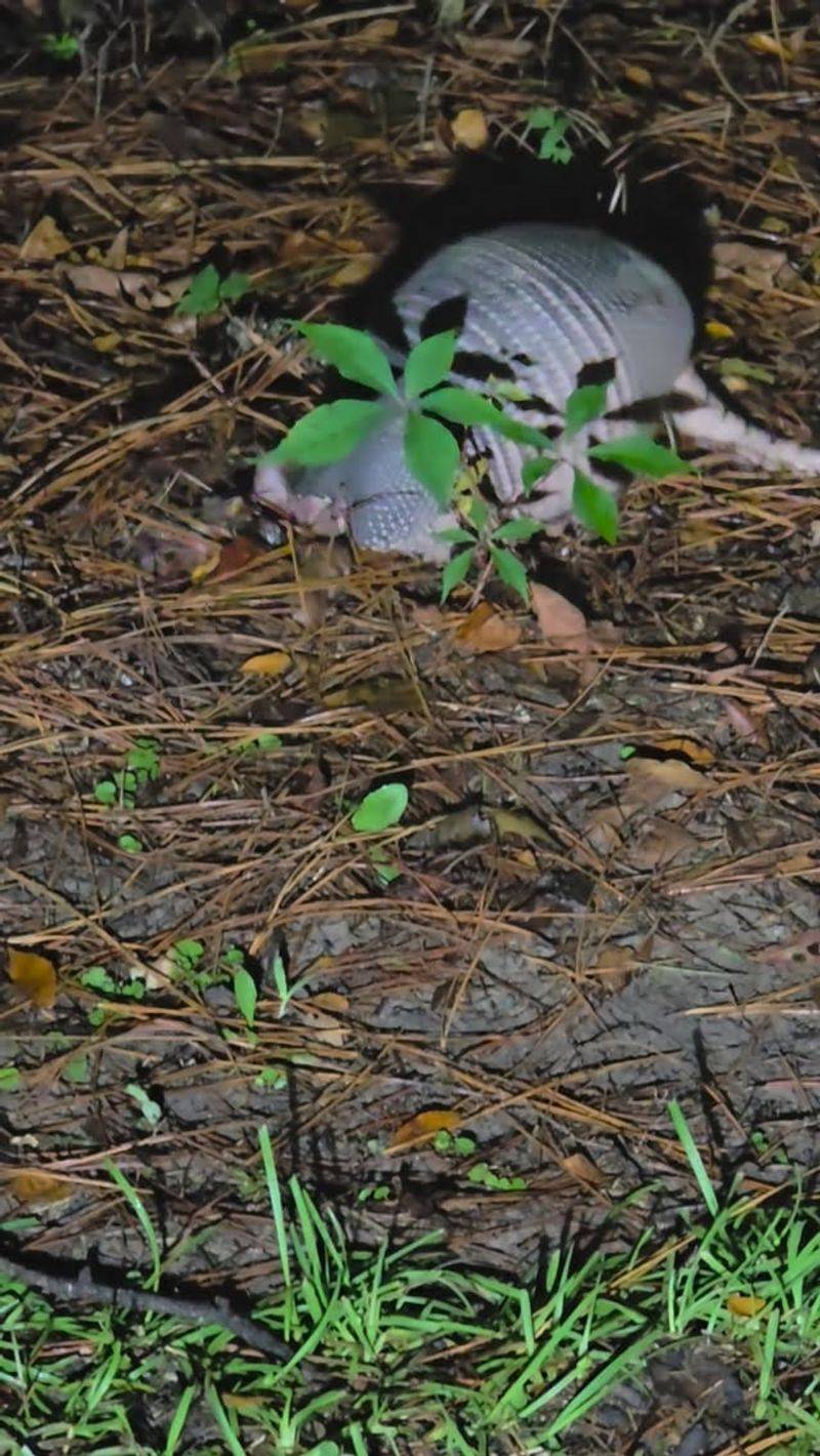 Armadillos