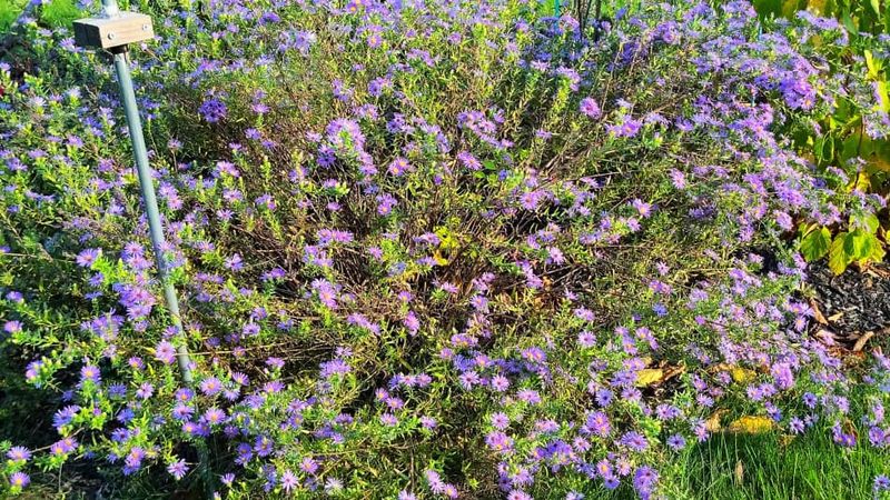 Aromatic Aster