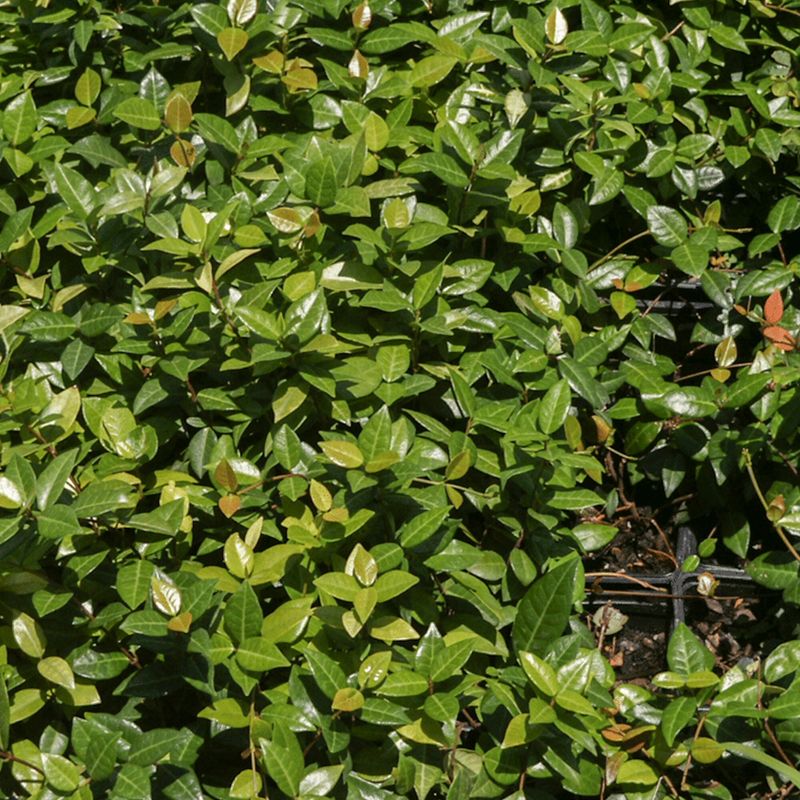 Asiatic Jasmine