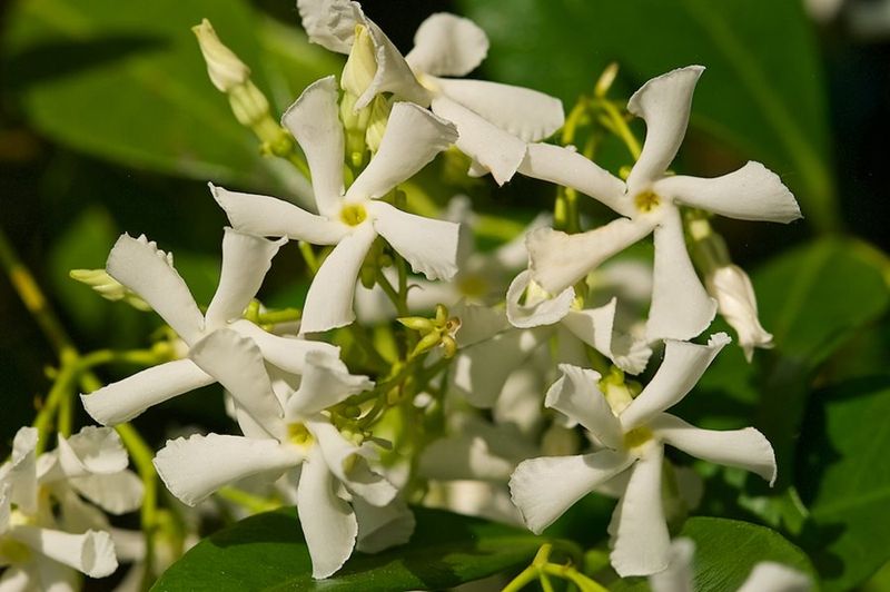 Asiatic Jasmine