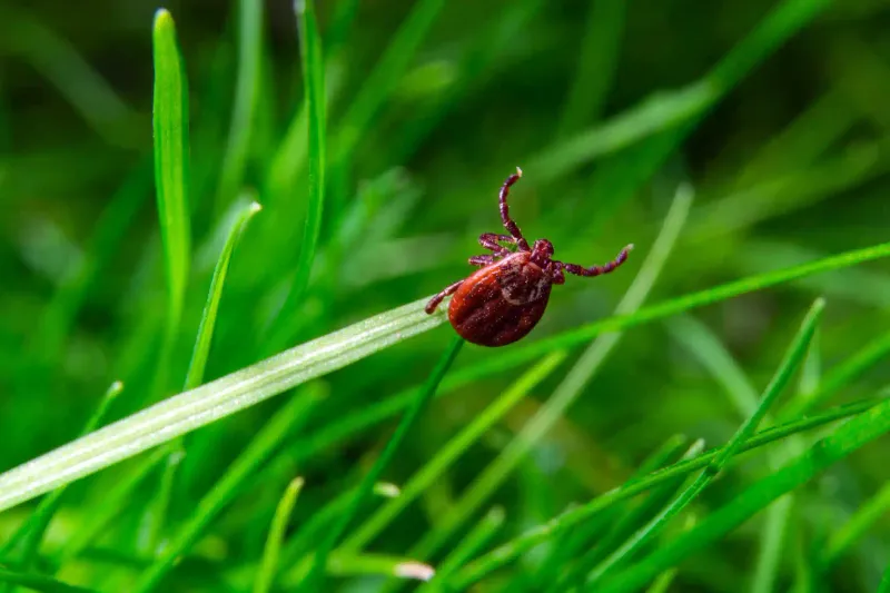 Assess ticks separately from turkey activity
