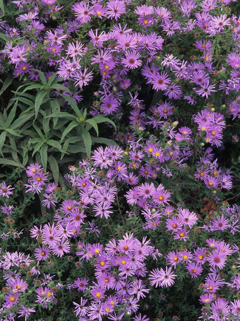 Aster
