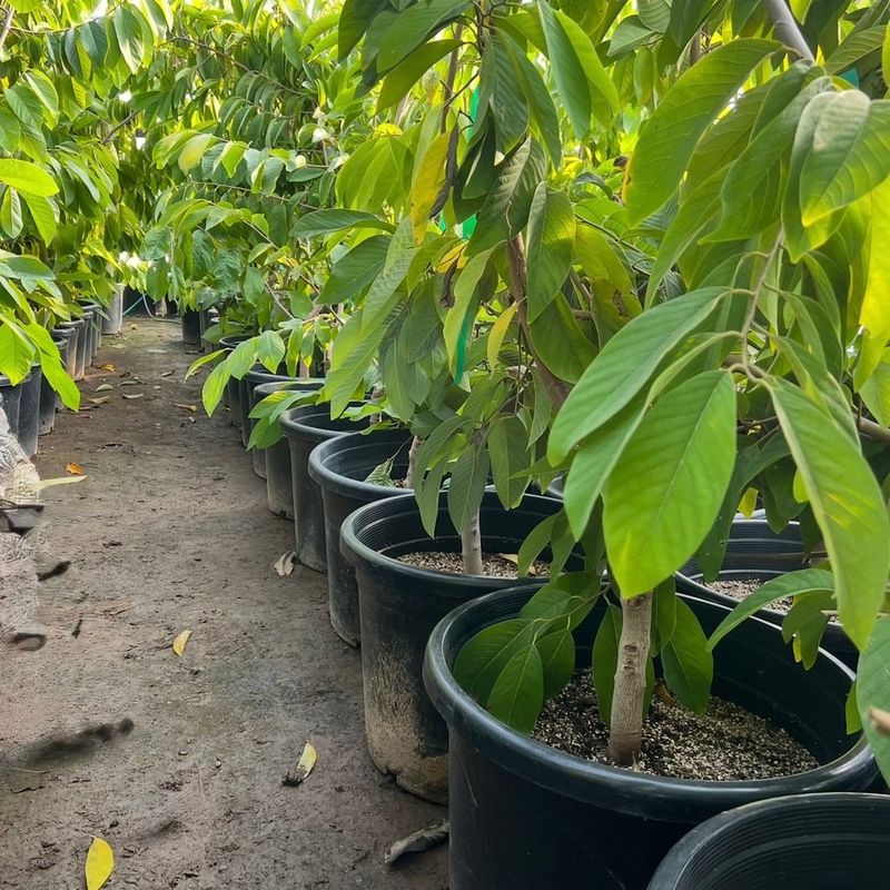Atkins Nursery (Fallbrook)