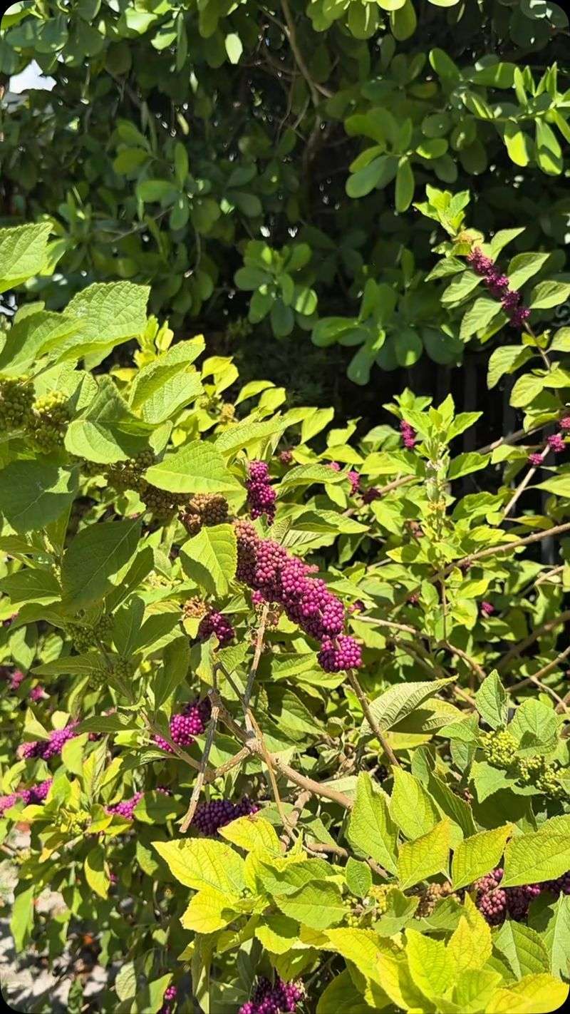 Audubon Everglades Native Plant Nursery