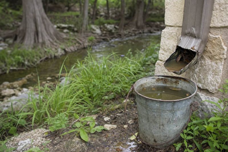 Austin’s local mosquito season can extend into fall Austin’s local mosquito season can extend into fall