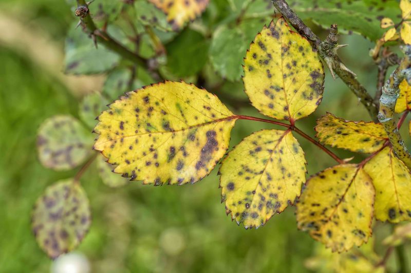 Automatic fertilizer can worsen a heat-stressed rose